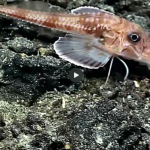 Bizarre fish has sensory “legs” it uses for walking and tasting